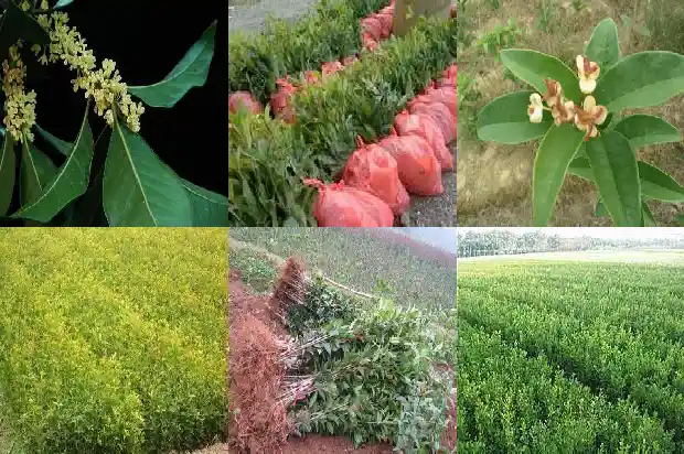 桂花树上的籽不能吃了1685752451200