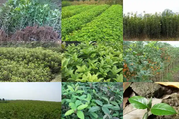 桂花树的籽有什么用处和功效1685752517670