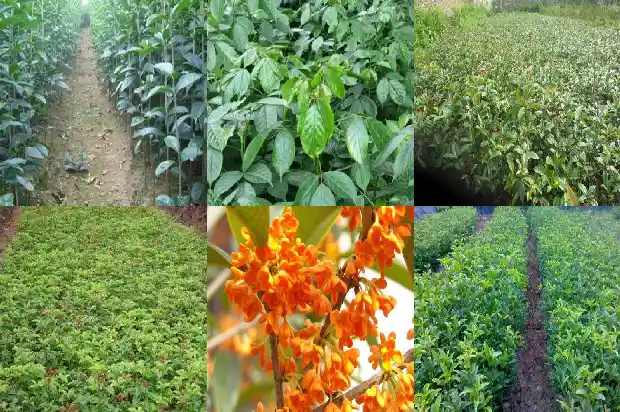 桂花树的籽有什么用处和功效1685752517764