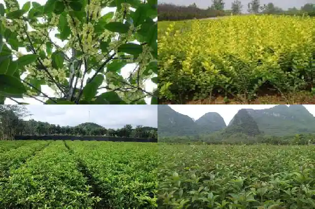 长籽的桂花树能活多久1685752575275