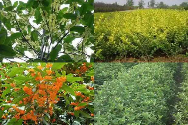长籽的桂花树能活多久1685752575368