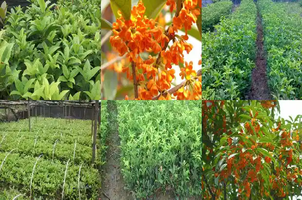 桂花树结籽是公树么还是母树种的1685752594901