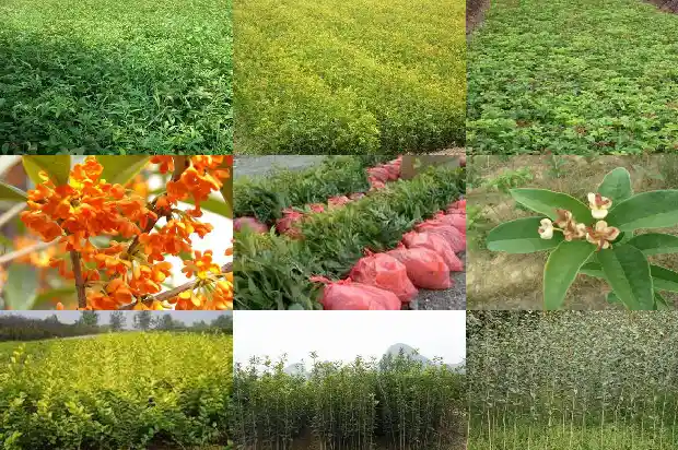 桂花的作用和用处1689313473119