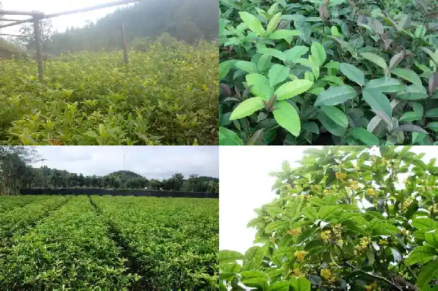 四季开花的桂花有哪些1685752651954