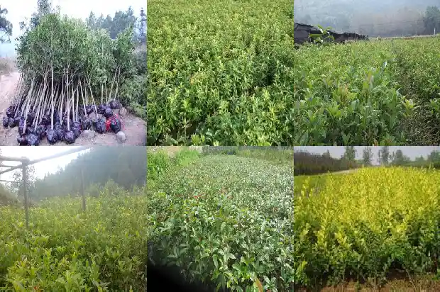 四季开花的桂花有哪些1685752652001