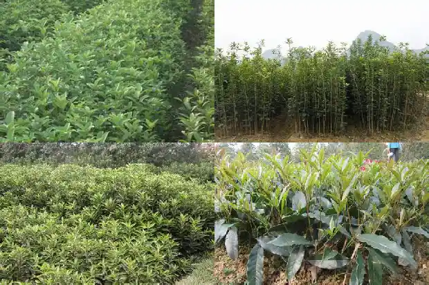 桂花是四季开花吗1685752669747
