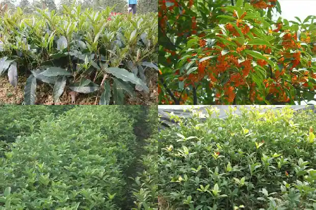 金莲子桂花是四季桂吗1685752709593