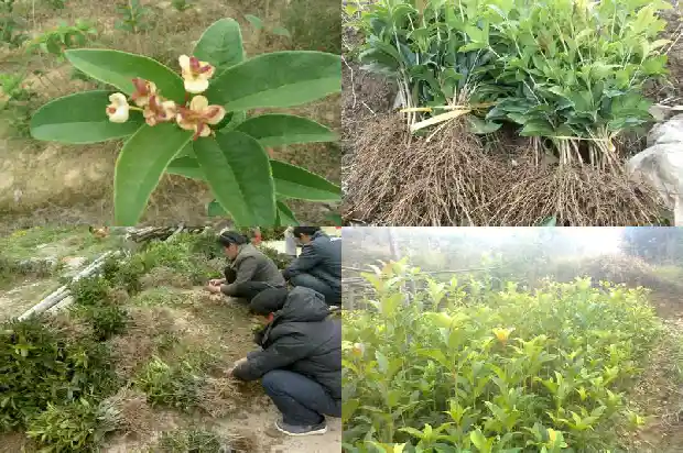 金莲子桂花是四季桂吗1685752709640