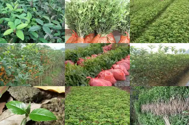 四季结籽桂花的特点是什么意思1685752729246