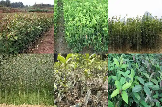 桂花什么品种四季开花1685752751337