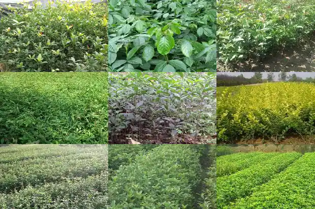 桂花树四季的特点是1685752766498