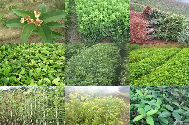 桂花金连子是四季桂1685752788440