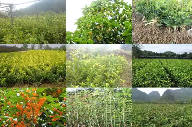 桂花金连子是四季桂1685752788486