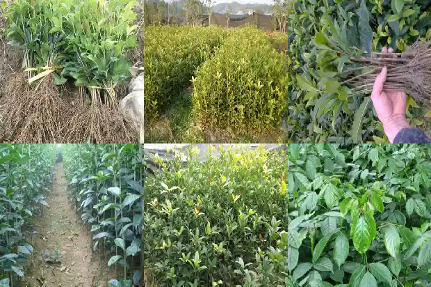 哪个桂花树品种好种1690331677519