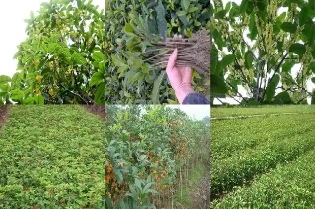 哪里有卖桂花树小苗的地方呀1690763700332