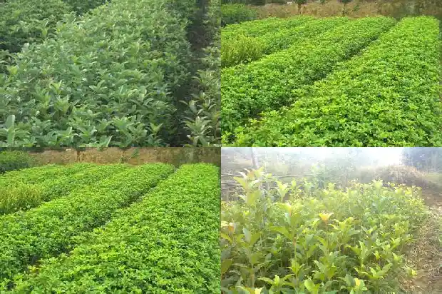 四季桂花特征介绍1685752823264