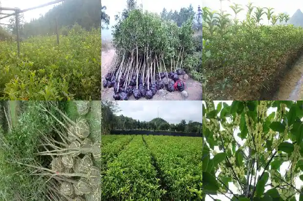 桂花一年四季的特点1685752842918