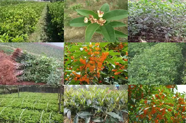 桂花一年四季的特点1685752842965
