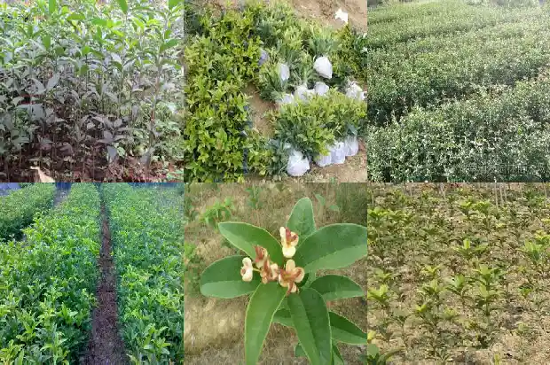 桂花树果果能治什么痛1685752915571