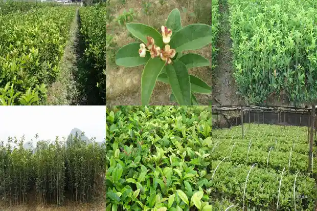 桂花树果果能治什么痛1685752915665