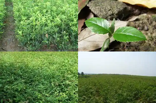 桂花树果果能治什么痛1685752915712