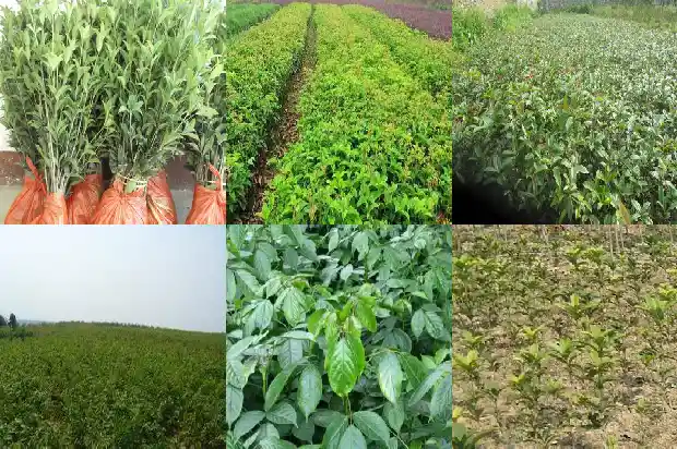 桂圆是桂花树的果实吗1685752937591