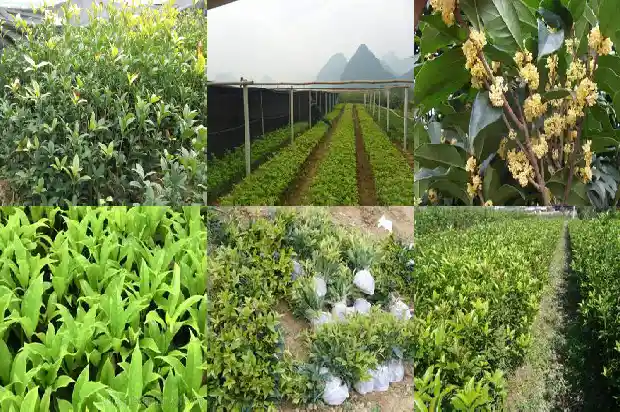 桂圆是桂花树的果实吗1685752937638