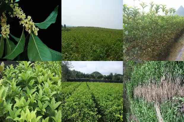 桂圆是桂花树的果实吗1685752937685