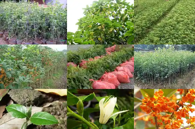 桂花结的什么果实1685752956916