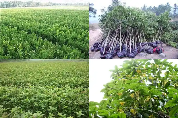 桂花结的什么果实1685752956963