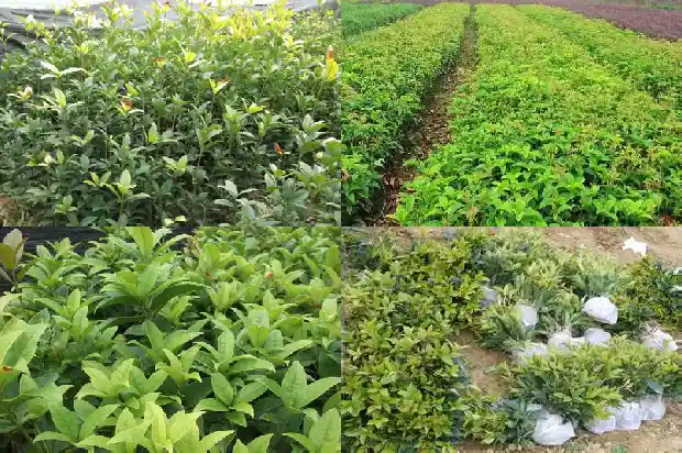 云南桂花树苗批发价格表最新1690591276978