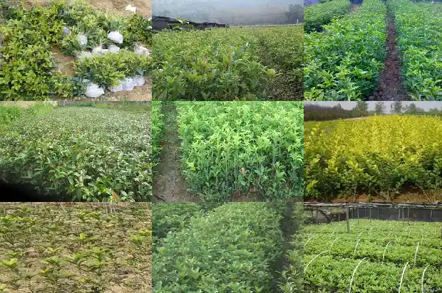 桂花的果实是什么果1685752976488