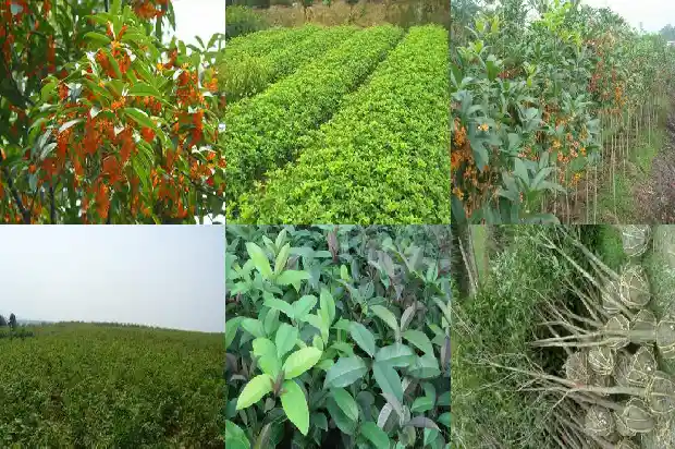 桂花树和桂树是不是一样的1685752998635