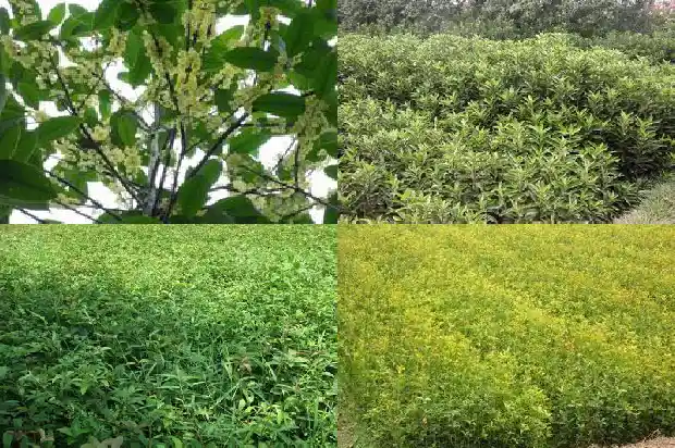 桂花树和桂树是不是一样的1685752998682