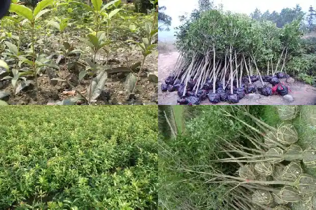 桂花树种类区别1685753016966