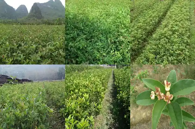 桂花树种类区别1685753017012