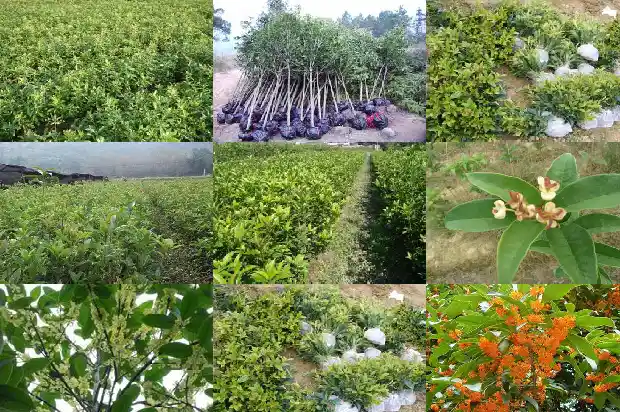 和桂花树相似的树是1685753036868