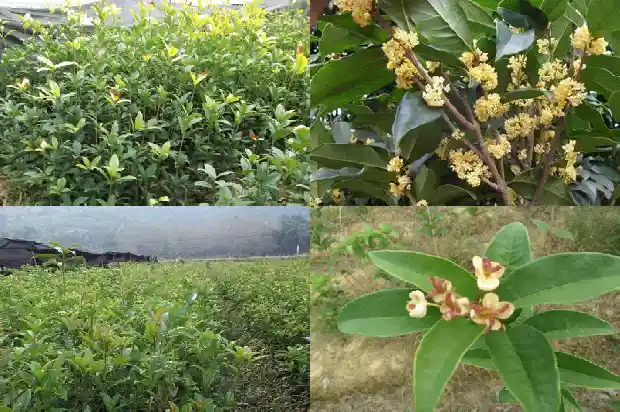 哪种桂花树结果多又好吃1685753058339
