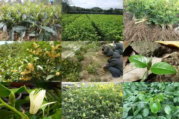 哪种桂花树结果子多一点1685753073771