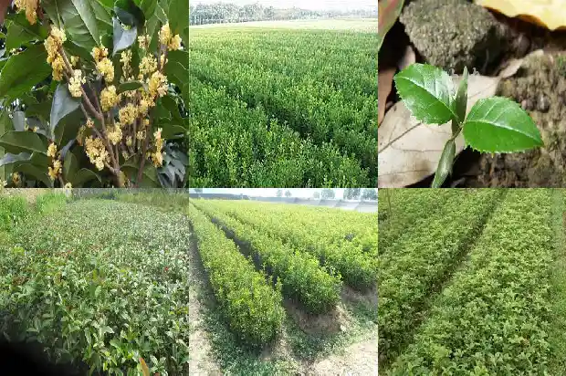 哪种桂花树结果子多一点1685753073818