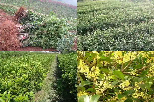 结果的桂花树是哪一种树1685753098226