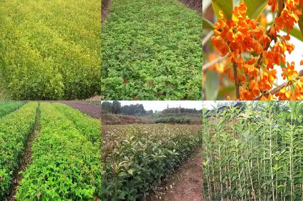 结果的桂花树是哪一种树1685753098320