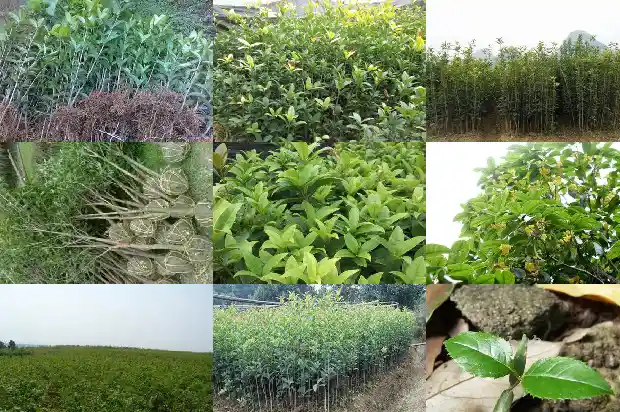 结果的桂花树叫什么1685753122033
