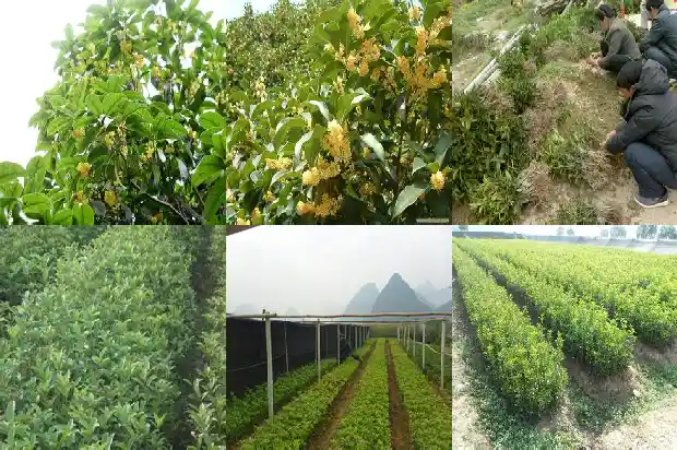 什么品种的桂花树会结果实1685753141533