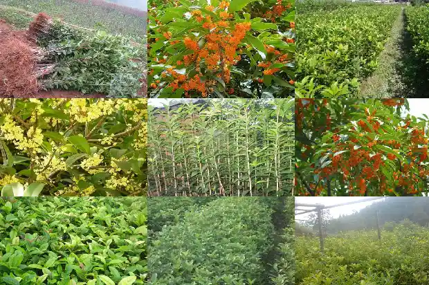 什么品种的桂花树会结果实1685753141580