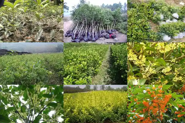 什么品种的桂花树会结果实1685753141627
