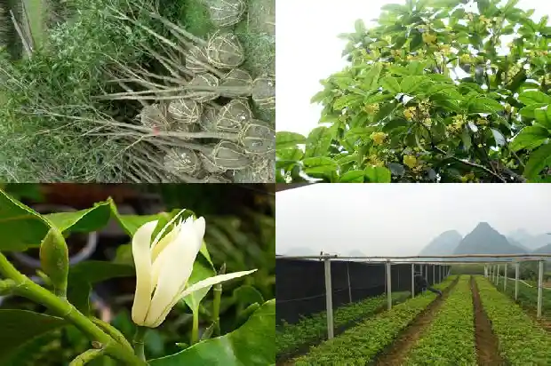 桂花树结果是种子吗1685753200008