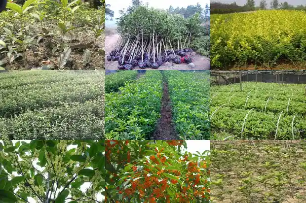 桂花树结果是种子吗1685753200055