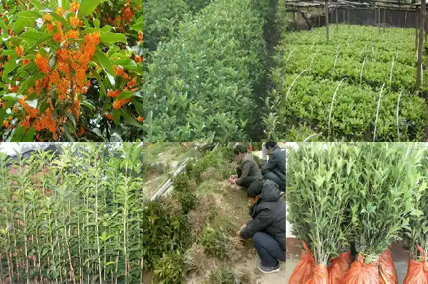 桂花树是否结果1685753211903