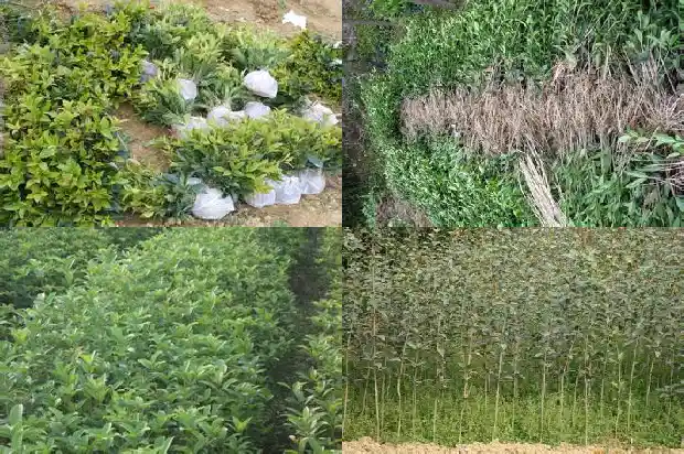 桂花树是否结果1685753211996